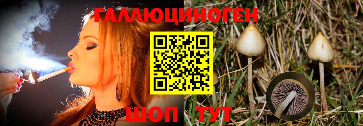 купить   Галлюциногенные грибы Psilocybine cubensis  Вход с VPN  Гусь-Хрустальный 